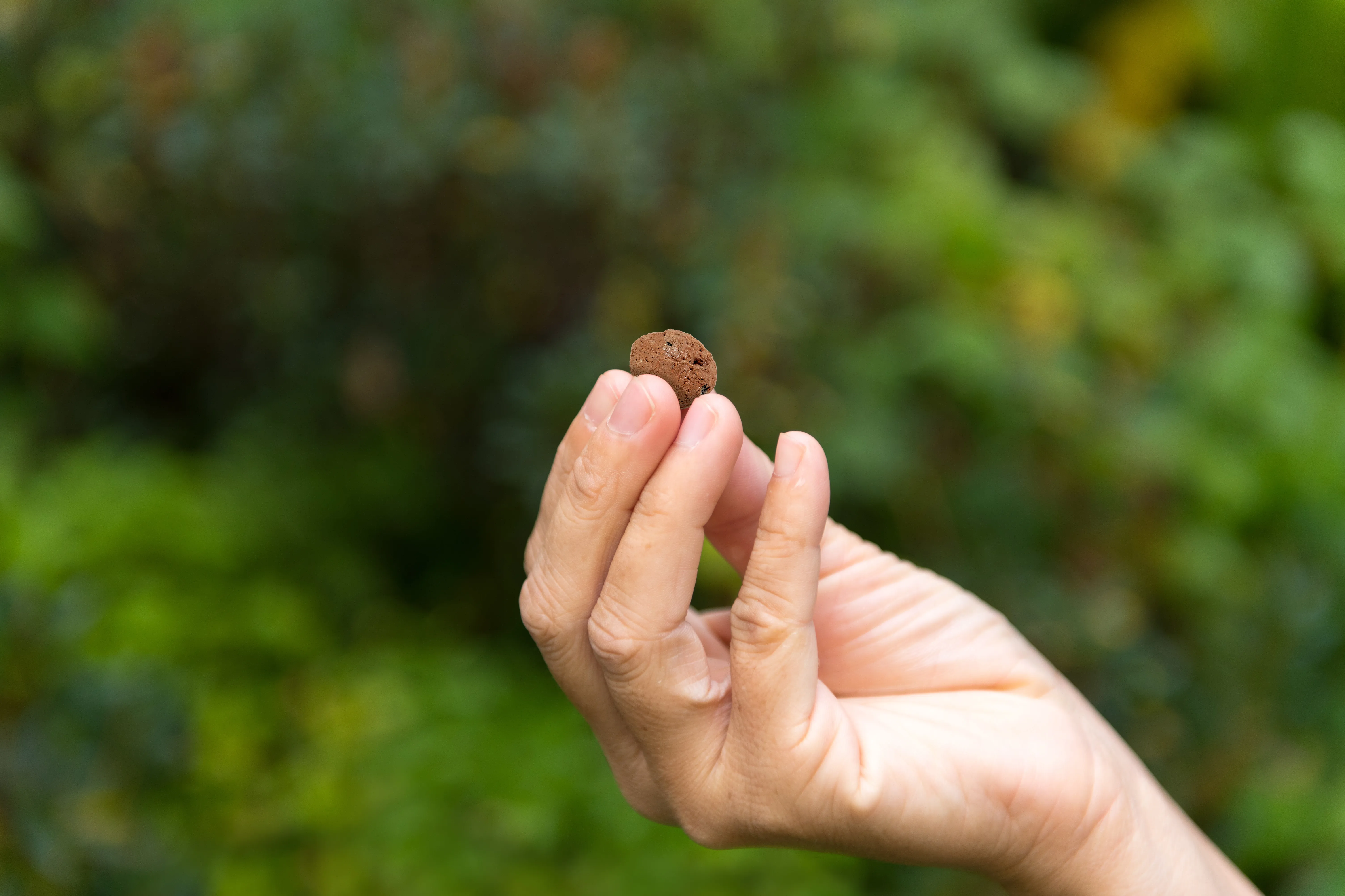 Hand holding a single expanded clay pellet with a blurred green background