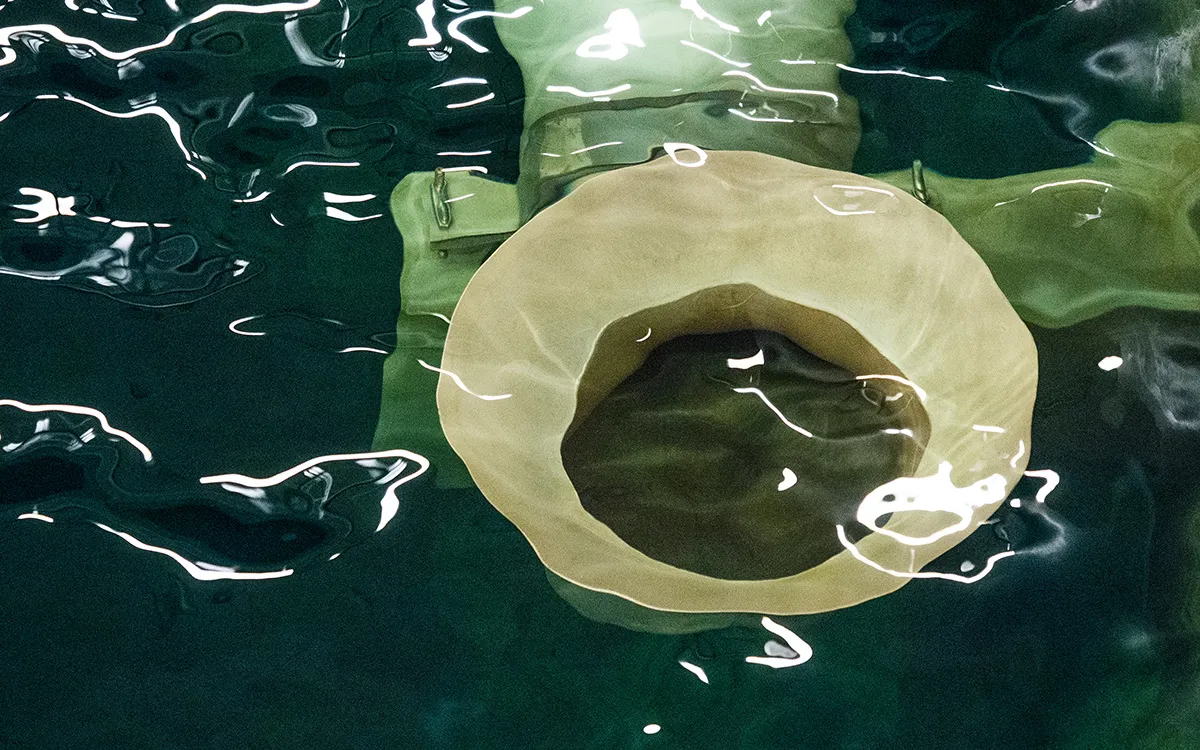 Close-up of a filtration intake structure partially submerged in water